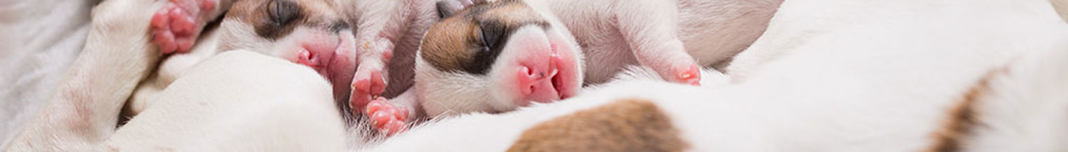 Massor av små nyfödda valpar med vit päls och rosa tassar och nosar