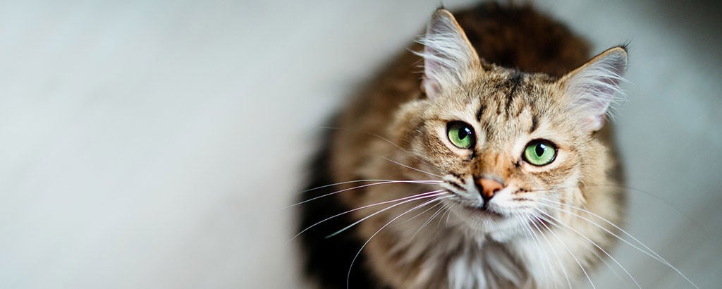 Närbild på katt med gröna ögon som tittar uppåt
