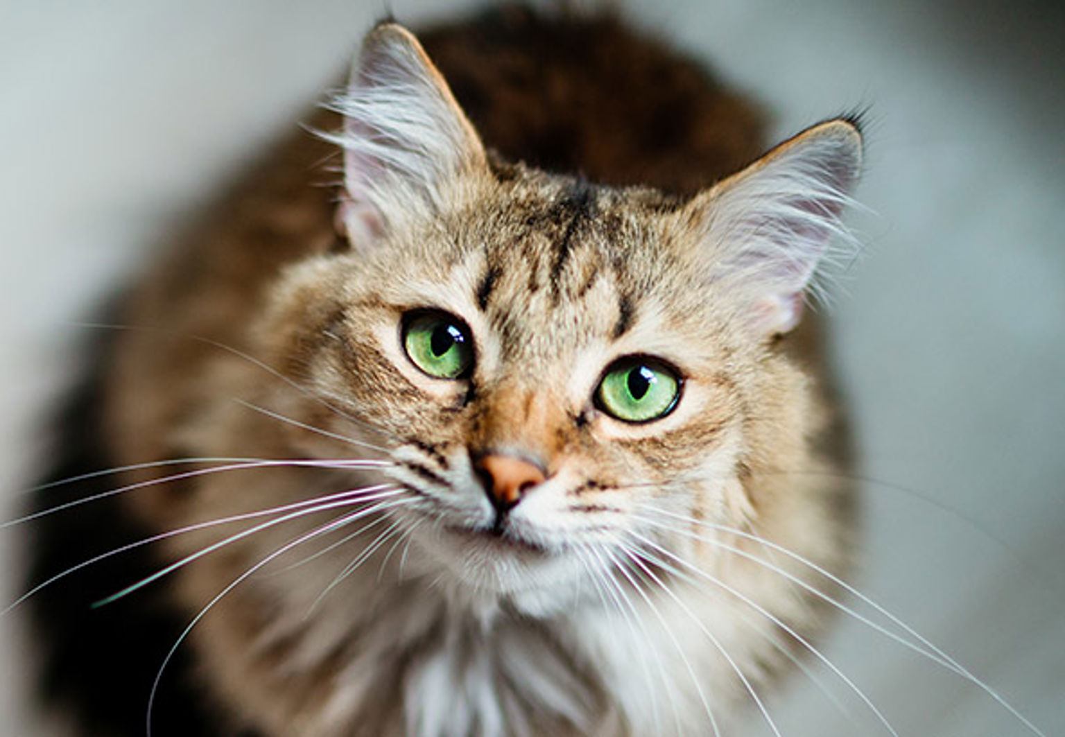 Närbild på katt med gröna ögon som tittar uppåt