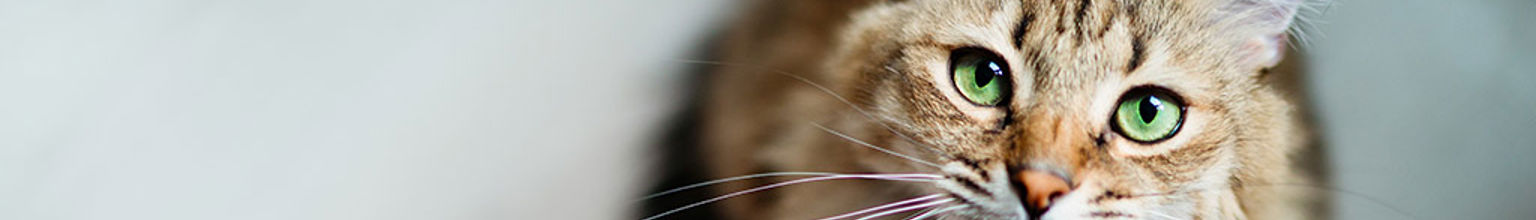 Närbild på katt med gröna ögon som tittar uppåt