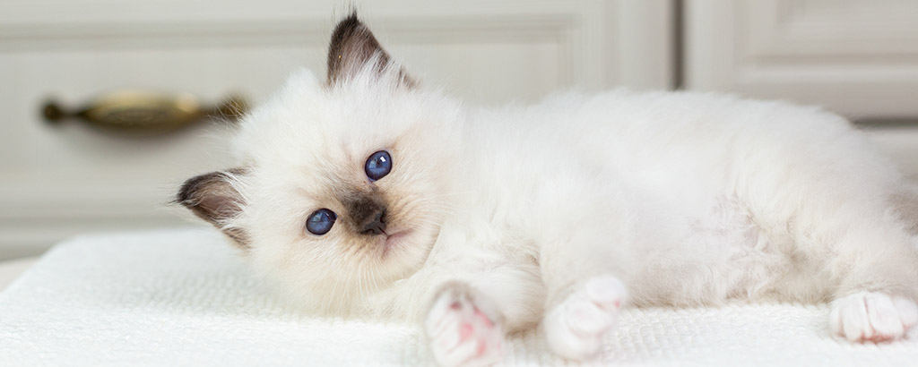 Söt vit katt med blå ögon som ligger på en filt