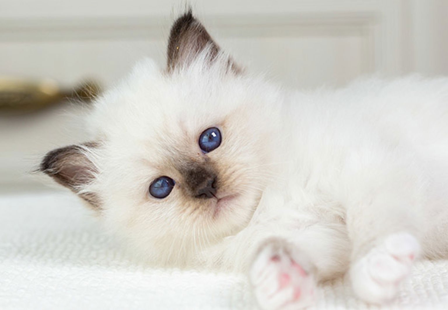 Söt vit katt med blå ögon som ligger på en filt