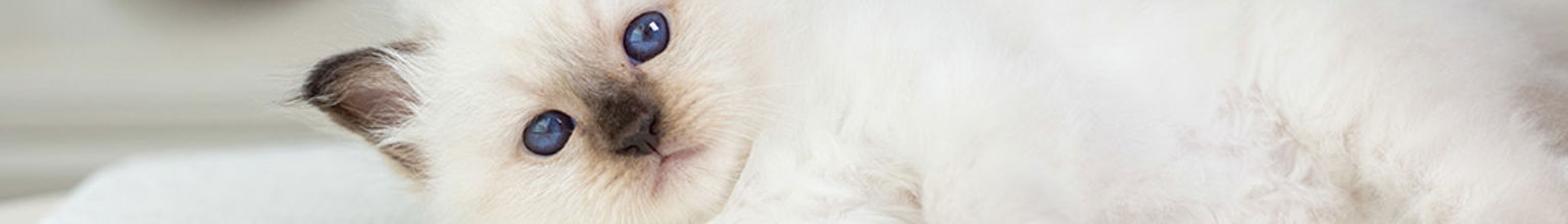 Söt vit katt med blå ögon som ligger på en filt