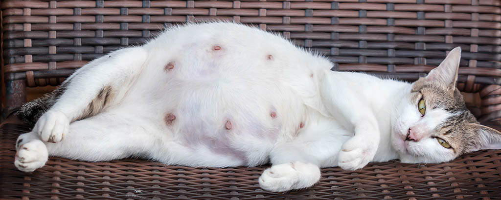 En vit dräktig katt som ligger på en utemöbel