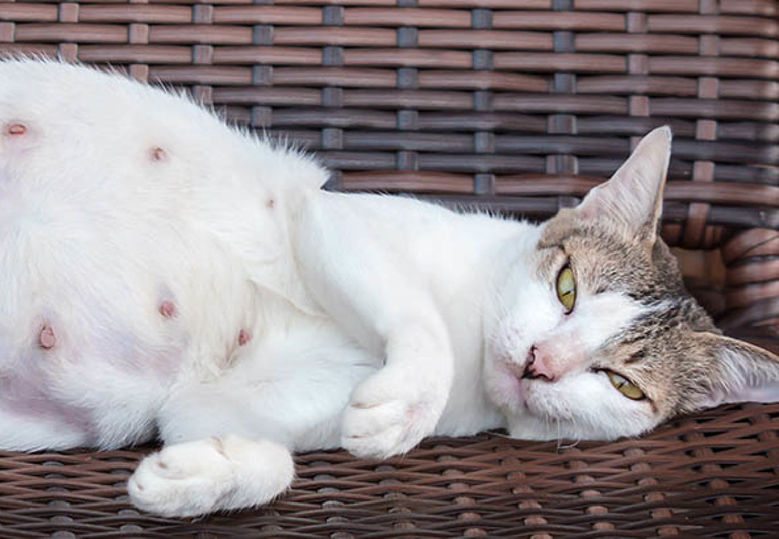 En vit dräktig katt som ligger på en utemöbel