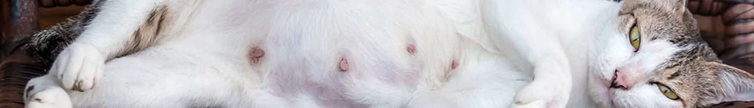 En vit dräktig katt som ligger på en utemöbel