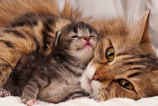 Kattmamma och kattunge som myser bredvid varandra