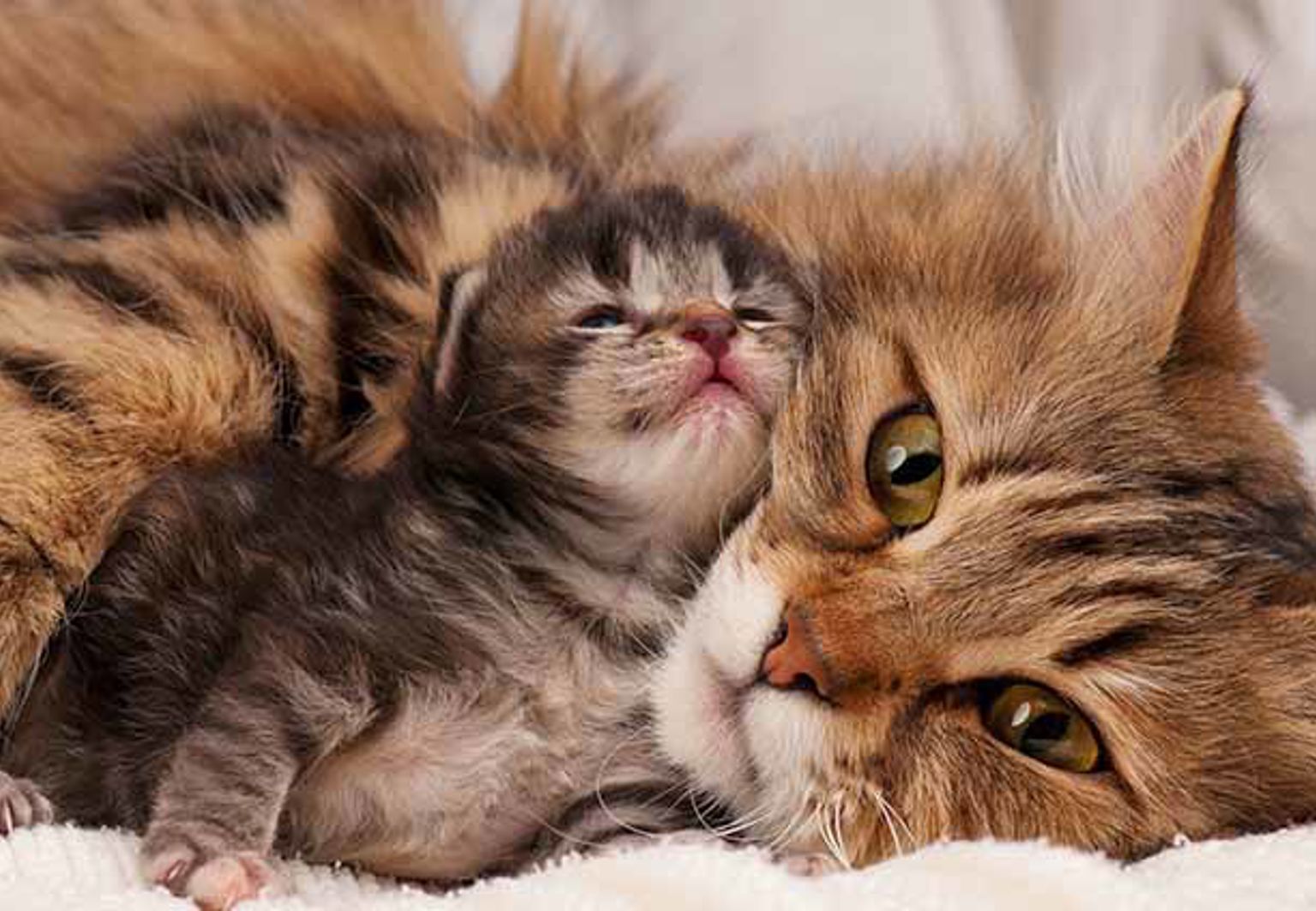 Kattmamma och kattunge som myser bredvid varandra