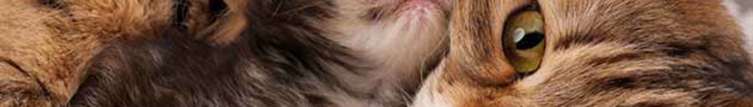 Kattmamma och kattunge som myser bredvid varandra