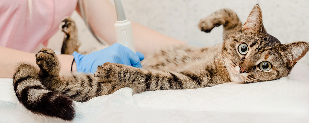 En veterinär undersöker kattens mage