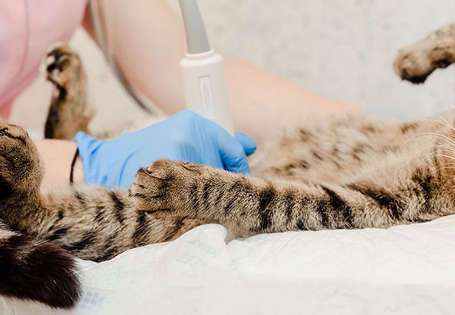 En veterinär undersöker kattens mage