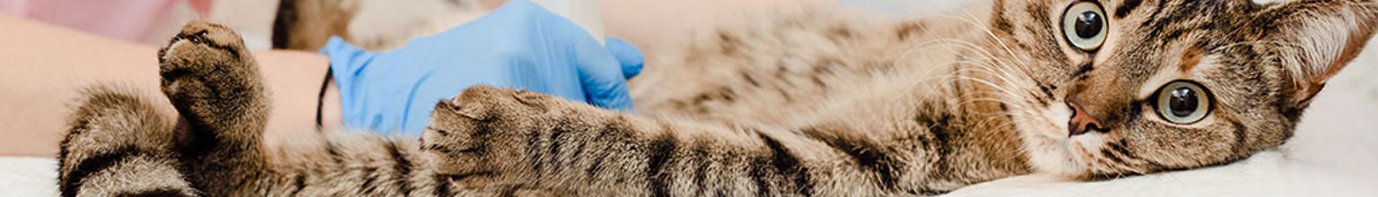 En veterinär undersöker kattens mage