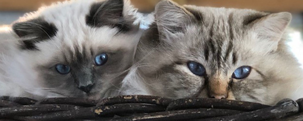 Två söta katter med blå ögon