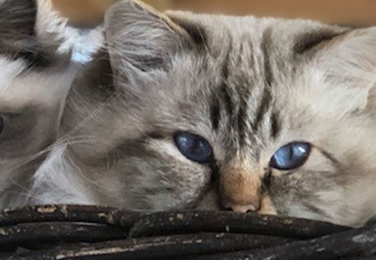 Två söta katter med blå ögon