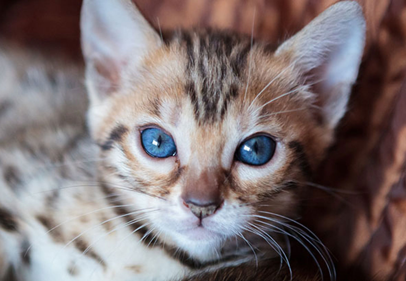 Kattunge med blå ögon