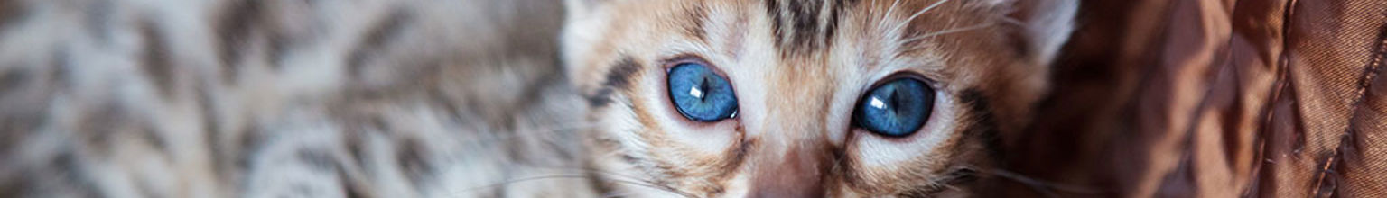 Kattunge med blå ögon