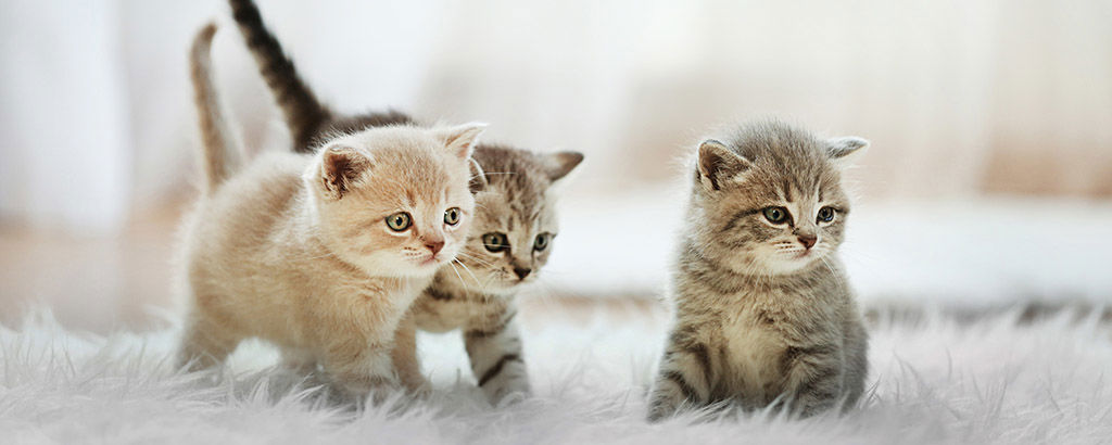 Tre små kattungar på gosig matta