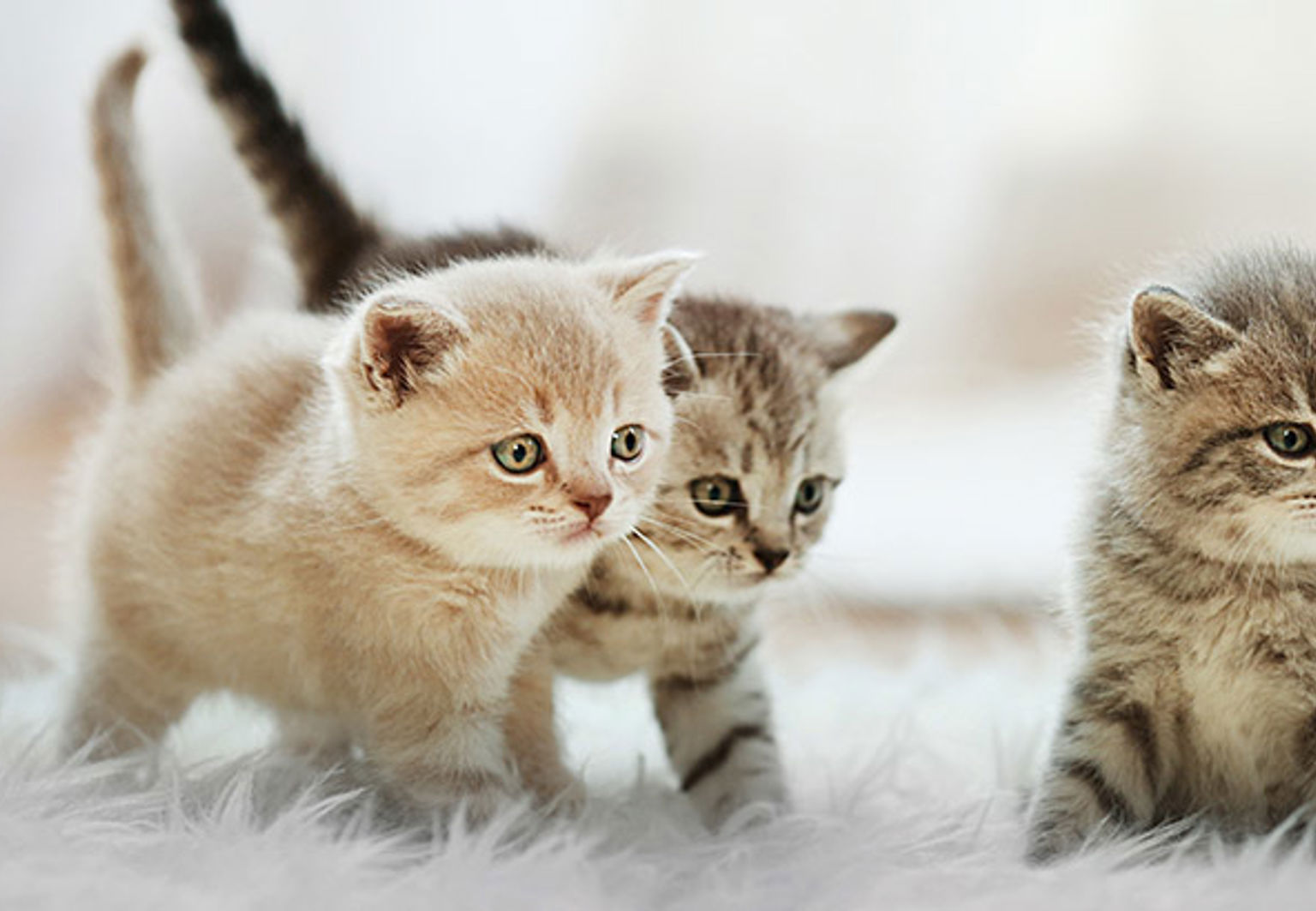 Tre små kattungar på gosig matta