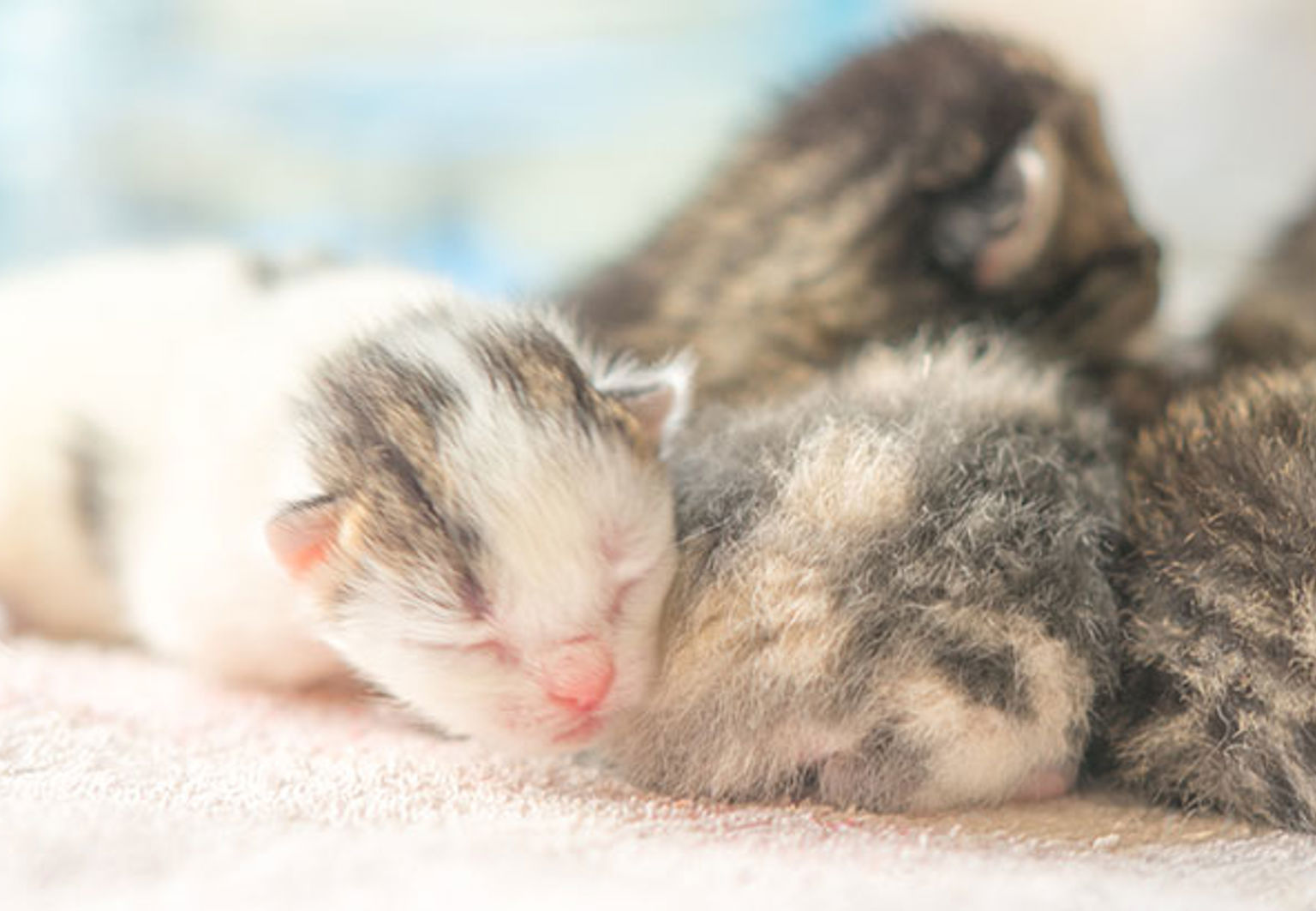 Sovande kattungar som bara är några dagar gamla