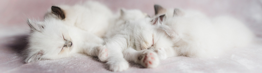 en kull vita kattungar ligger och sover