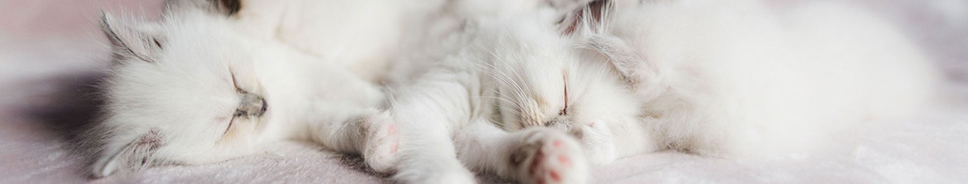 en kull vita kattungar ligger och sover