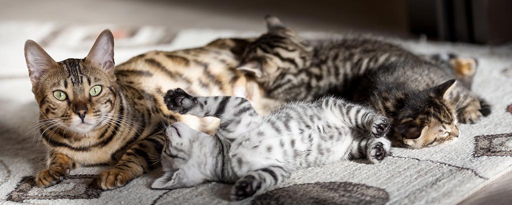 En kattmamma med flera kattungar bredvid sig