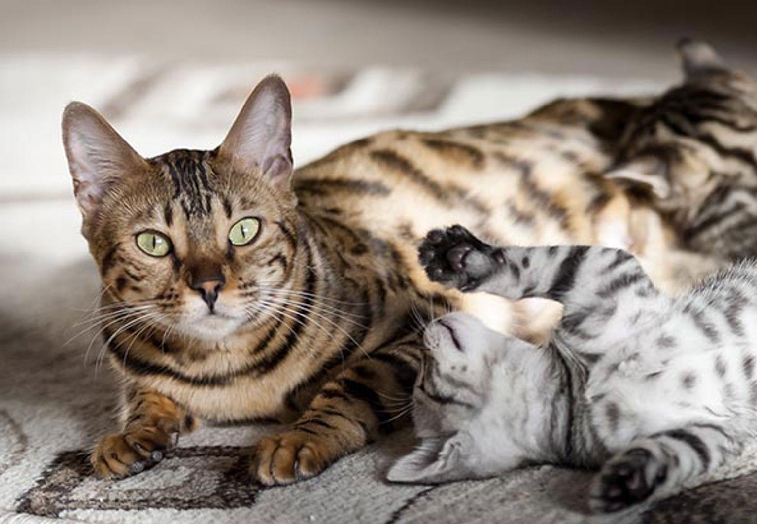 En kattmamma med flera kattungar bredvid sig