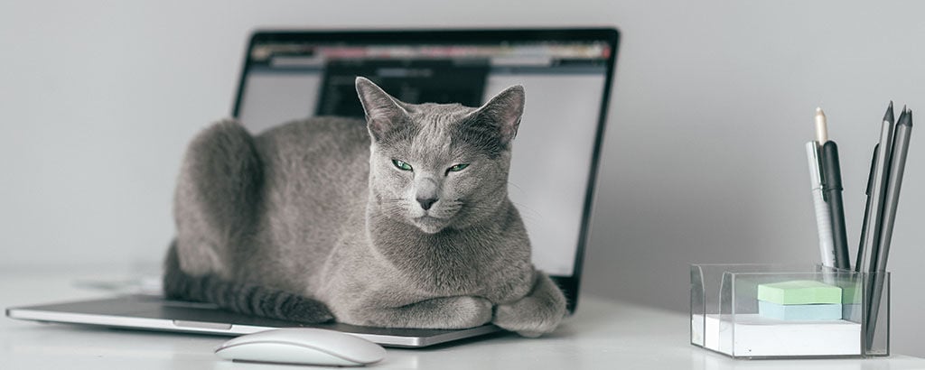 Grå katt som ligger på en öppen laptop