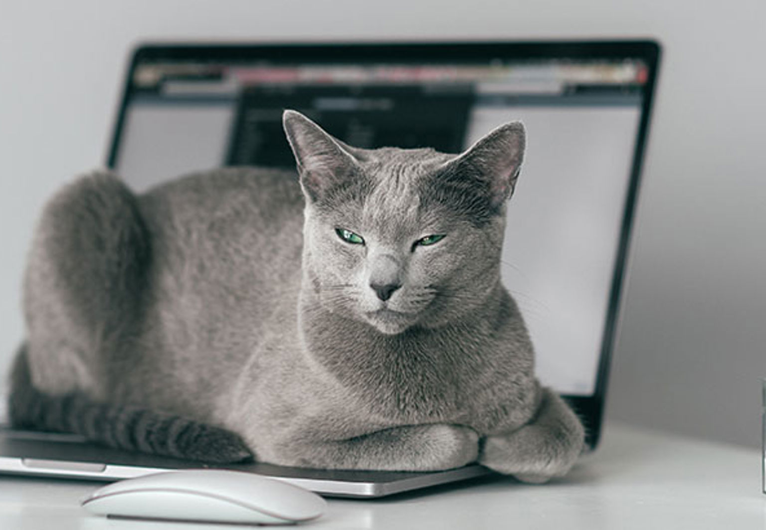 Grå katt som ligger på en öppen laptop