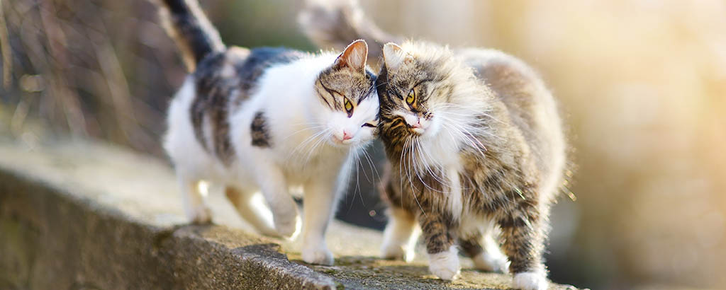 Två katter som smeker huvudet mot varandra