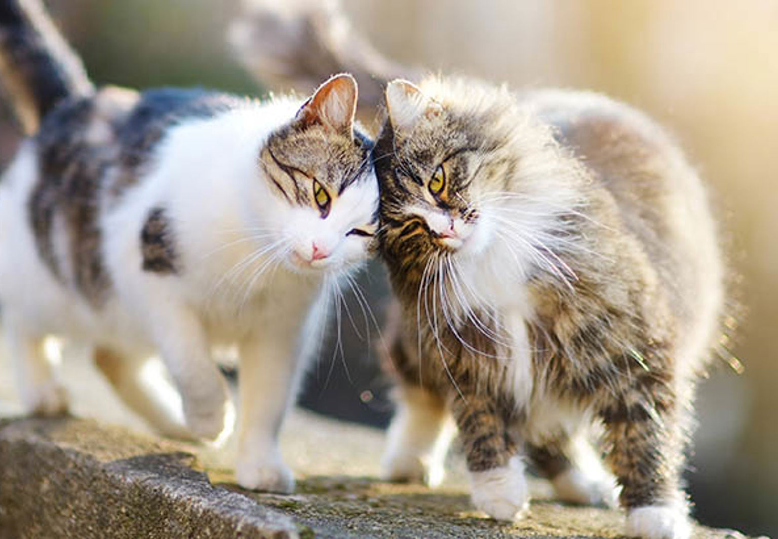 Två katter som smeker huvudet mot varandra