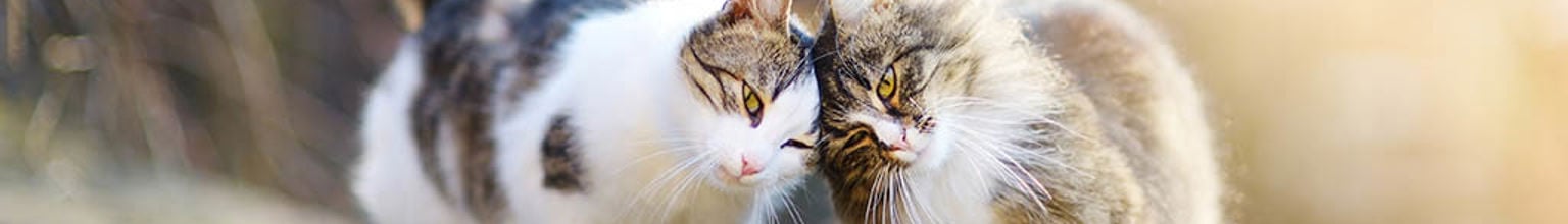 Två katter som smeker huvudet mot varandra