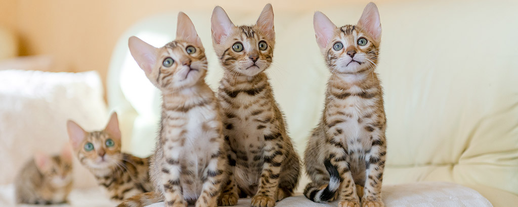 fem söta bengal kattungar sitter på en soffa