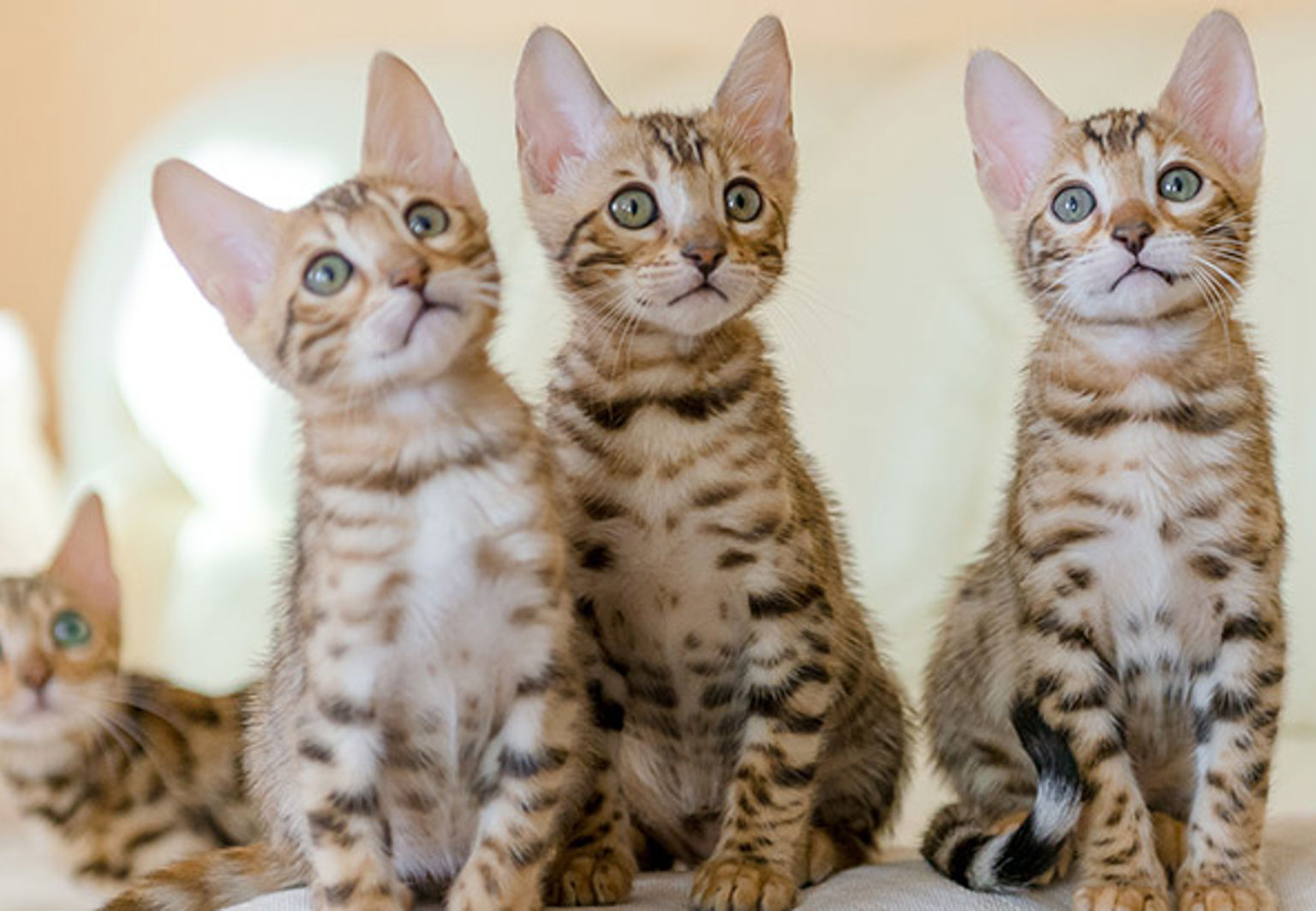 fem söta bengal kattungar sitter på en soffa