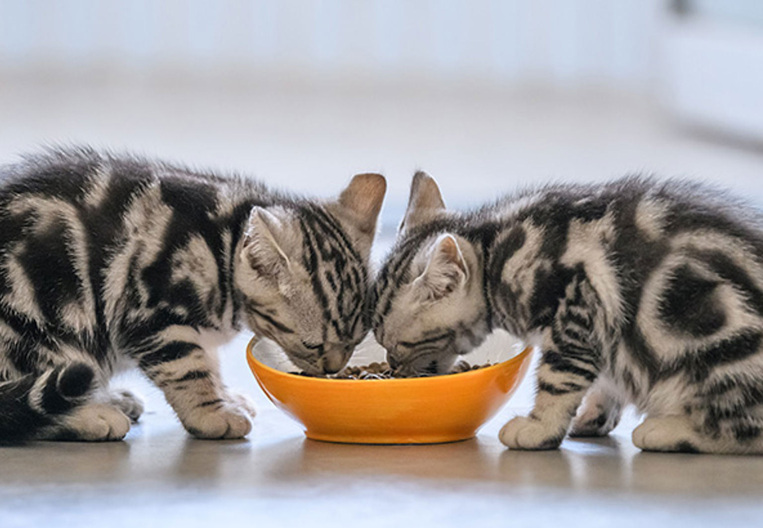 två söta kattungar äter ur en skål