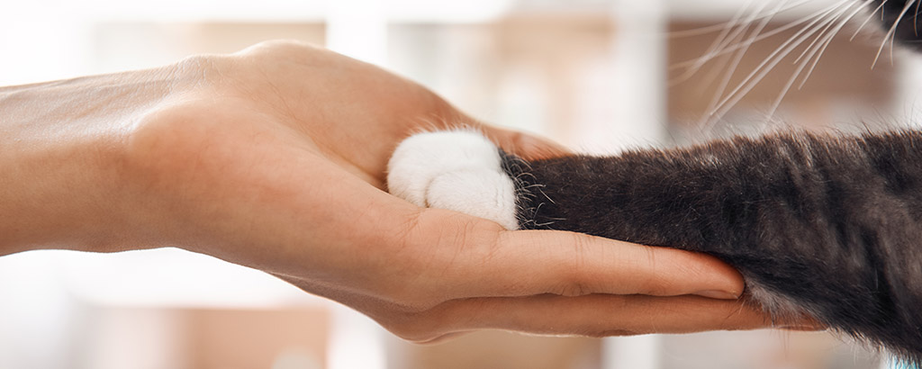 En person håller i tassen på en katt