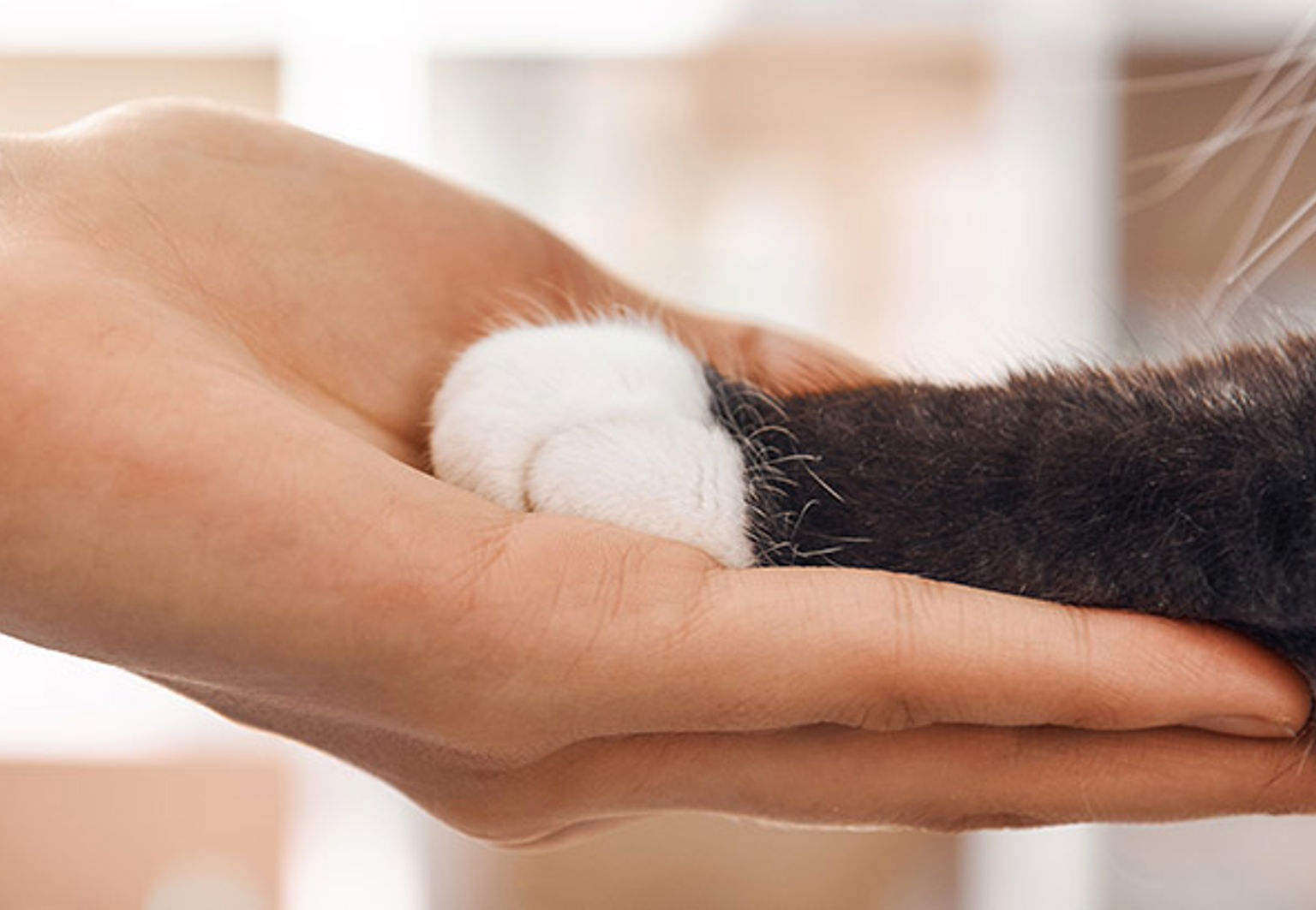 En person håller i tassen på en katt