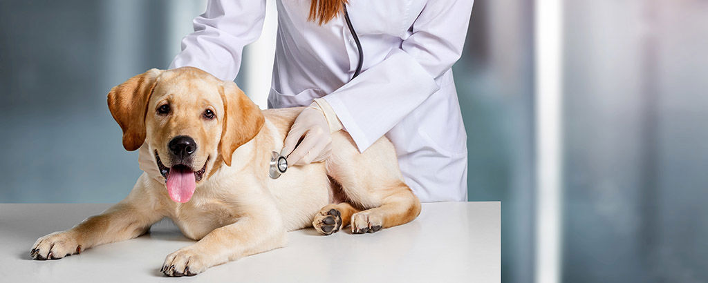 Hund blir undersökt av veterinär