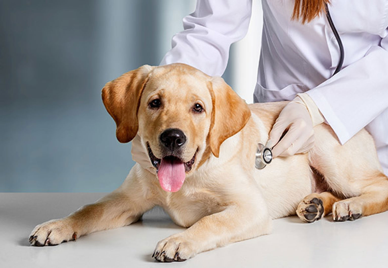 Hund blir undersökt av veterinär