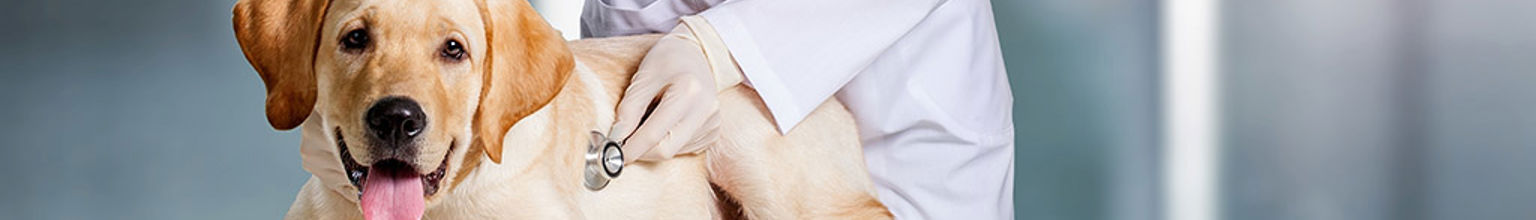 Hund blir undersökt av veterinär