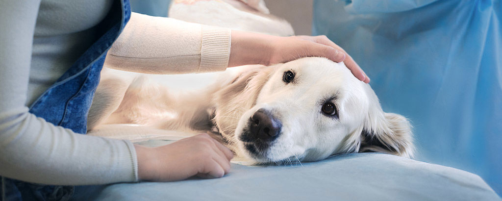 Hund blir klappad av sin ägare hos veterinären