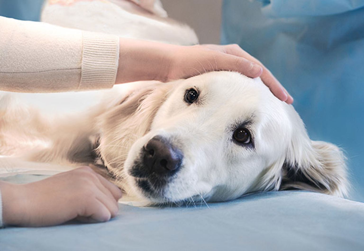 Hund blir klappad av sin ägare hos veterinären