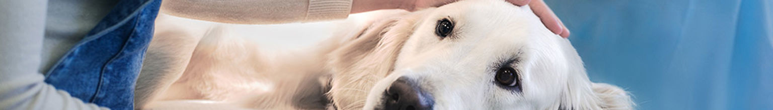 Hund blir klappad av sin ägare hos veterinären