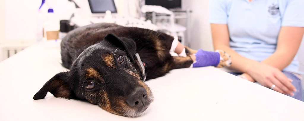 Hund ligger i ett behandlingsrum hos veterinären