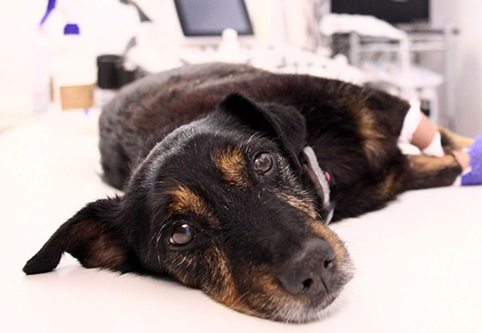 Hund ligger i ett behandlingsrum hos veterinären