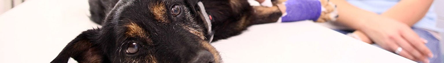 Hund ligger i ett behandlingsrum hos veterinären