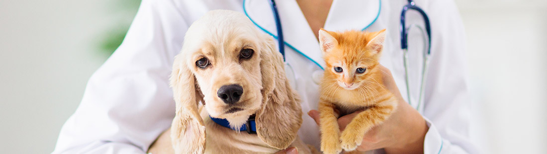 valp och kattunge på besök hos en veterinär