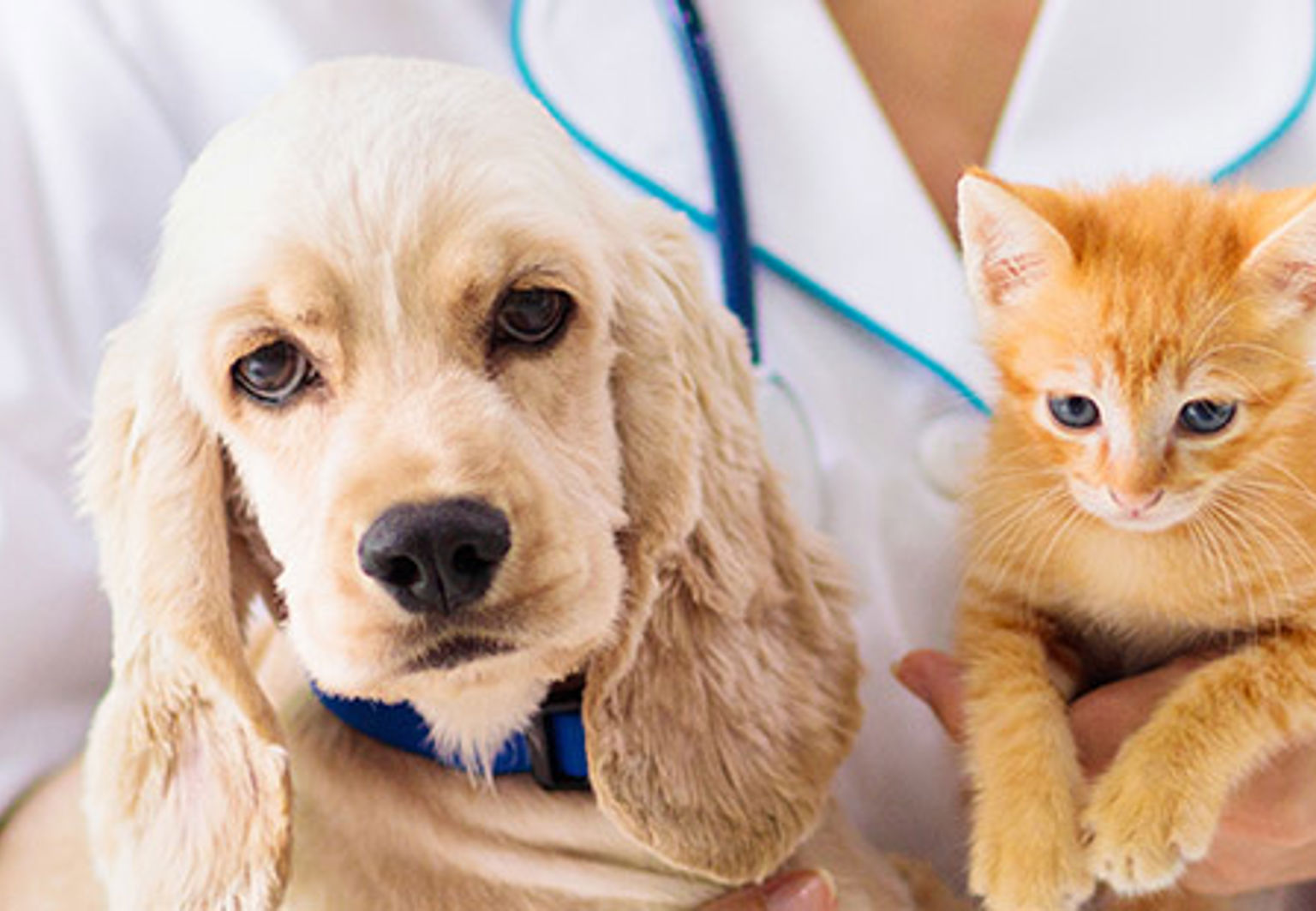 valp och kattunge på besök hos en veterinär