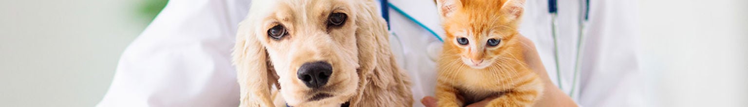 valp och kattunge på besök hos en veterinär