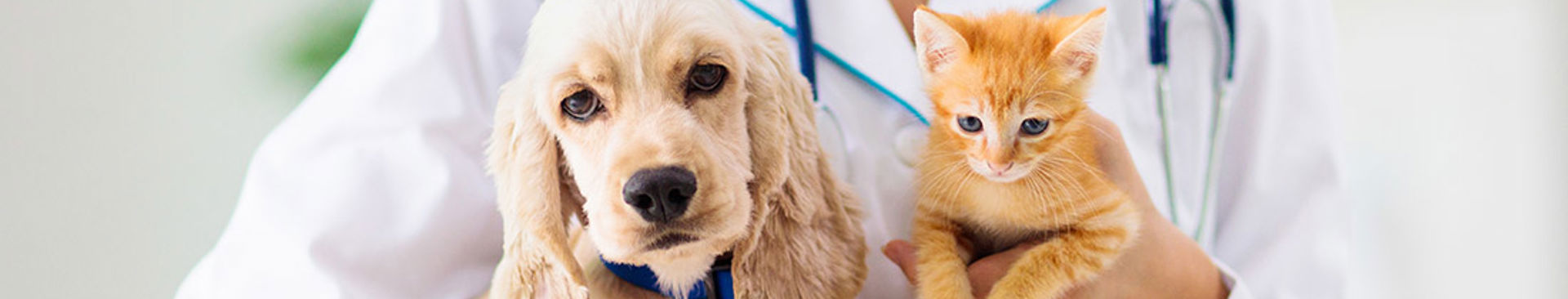 valp och kattunge på besök hos en veterinär